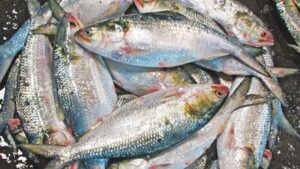 Hilsa Fish Price
