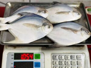 Pomfret Fish Price