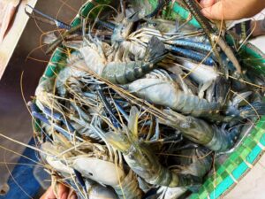 Scampi Prawns Price
