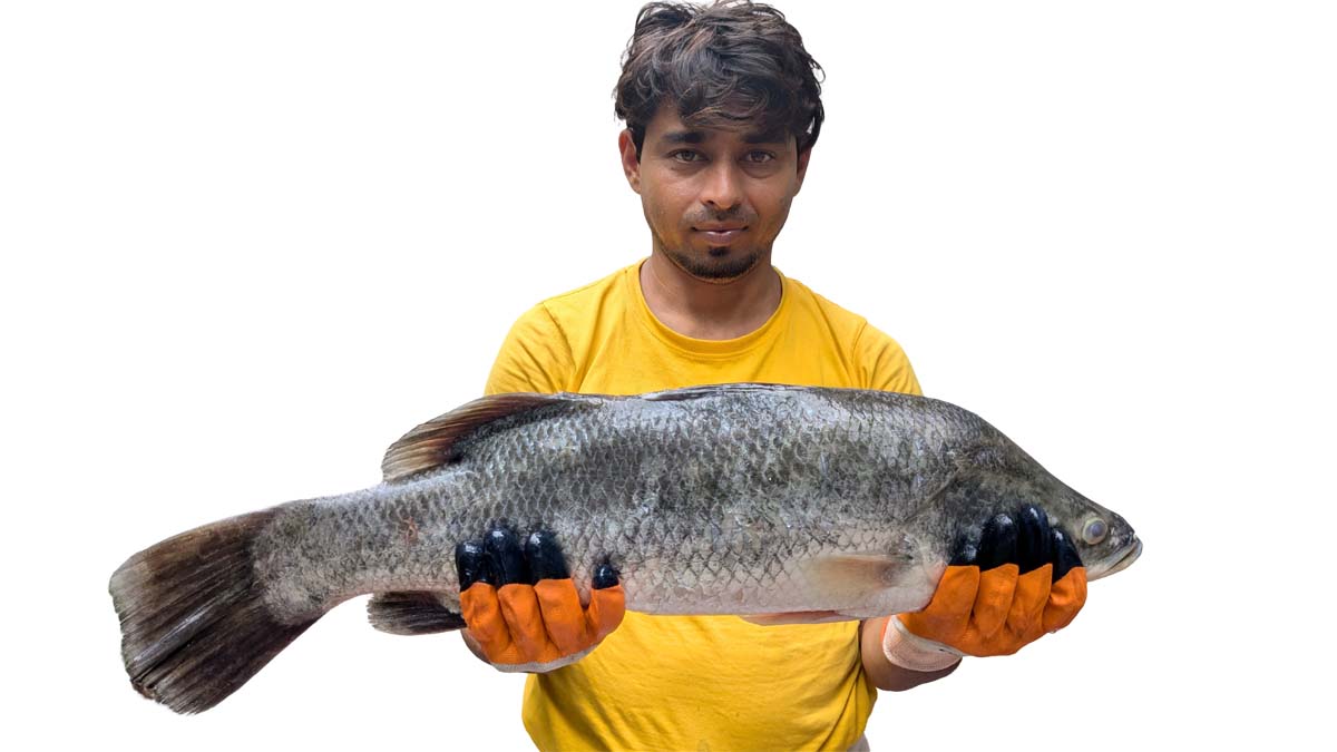 Fish Shop Business Franchise in India