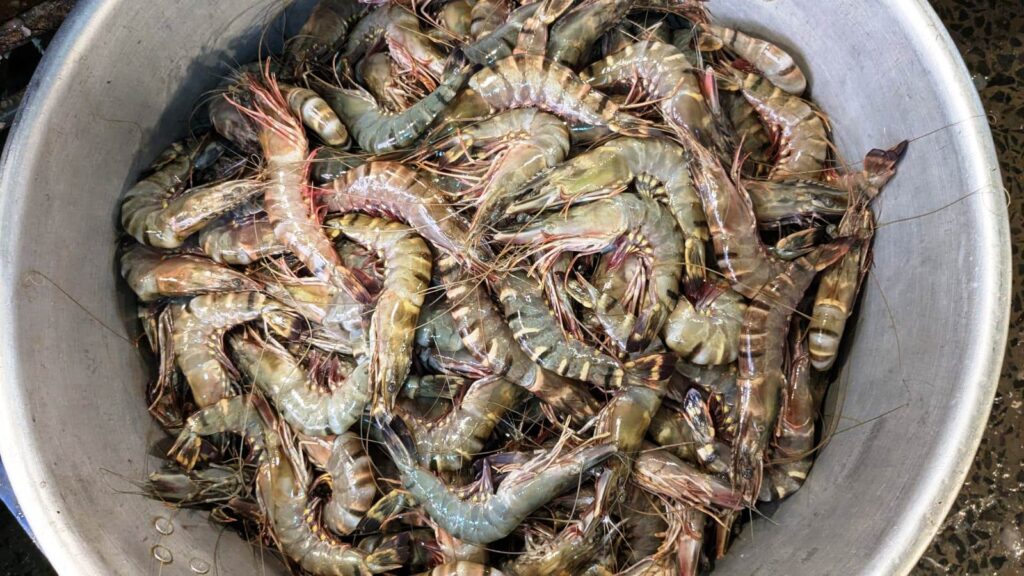 Tiger Prawns price