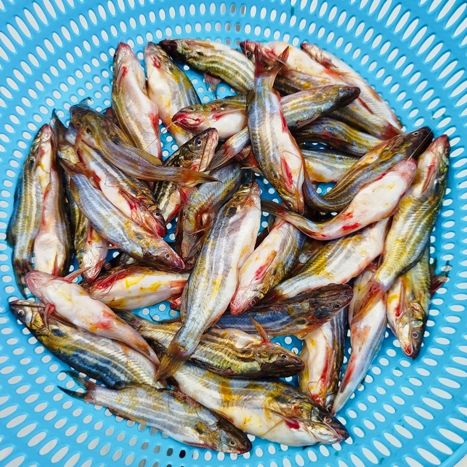 Desi Tangra Fish Price