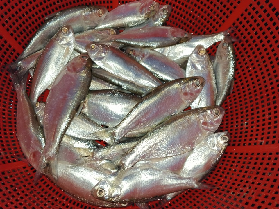 Khoira Fish Price