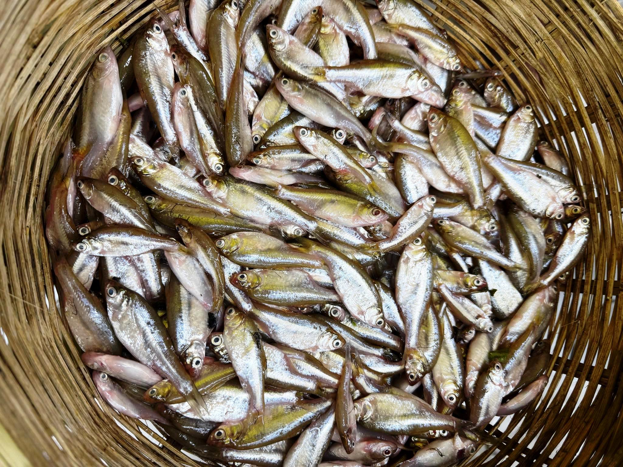Mourala Fish Price