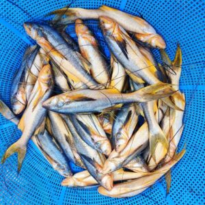 Topshe Fish Price