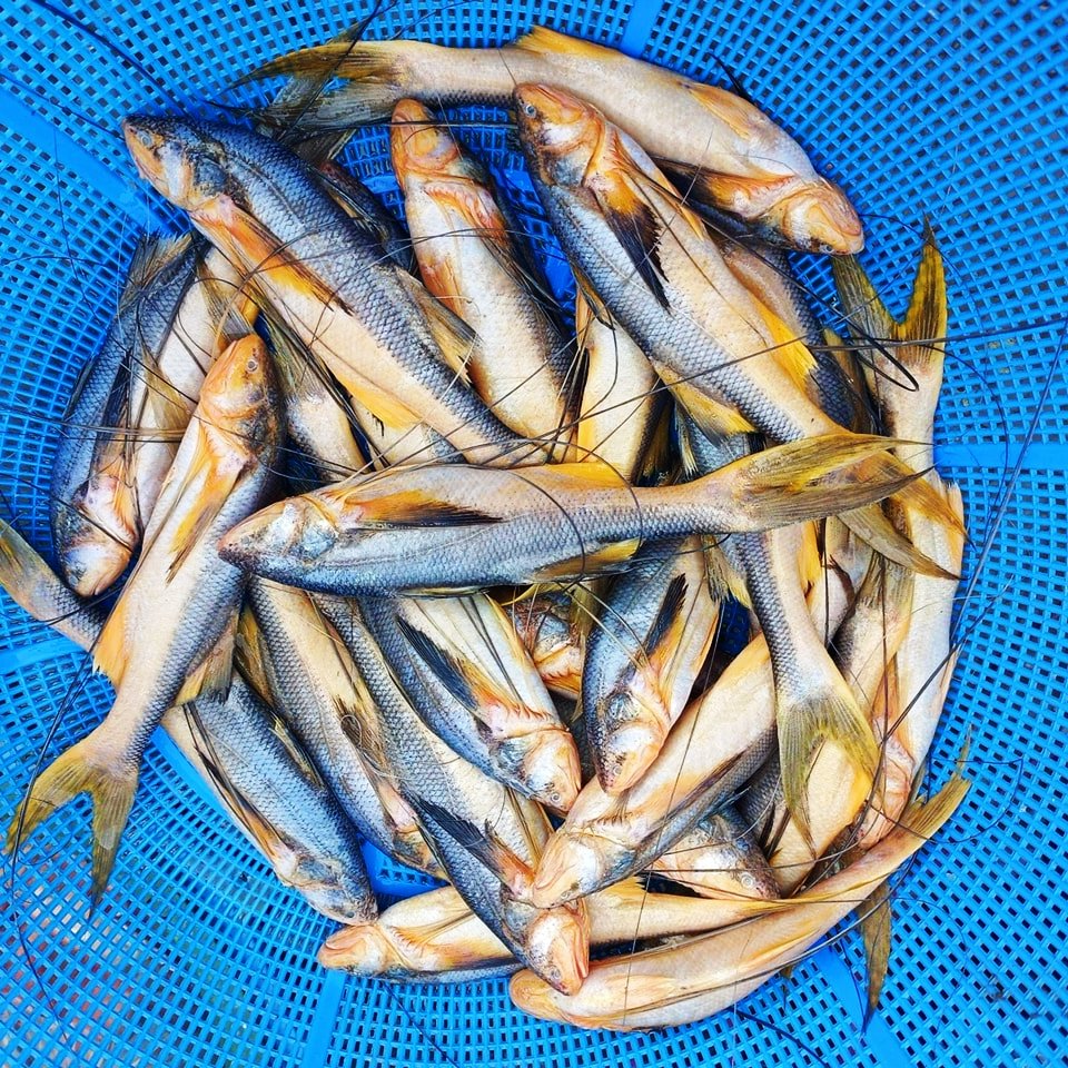 Topshe Fish Price