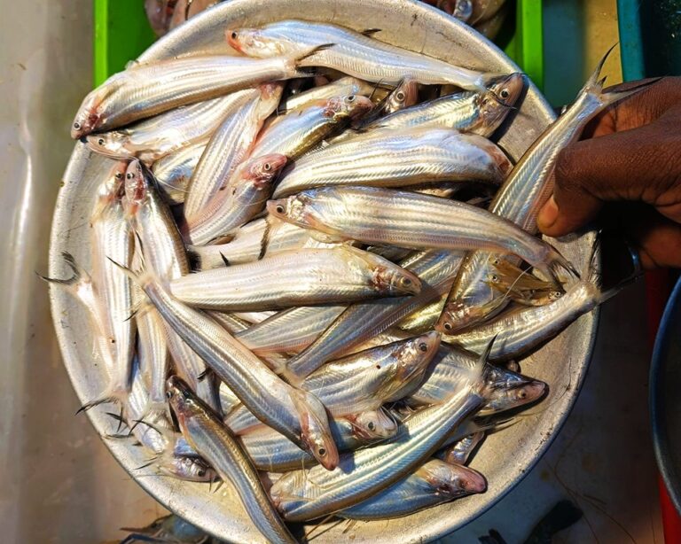 Kajoli Fish Price