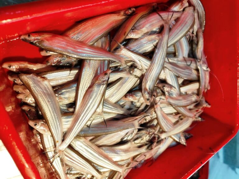 Kajoli (Kajli ) fish price