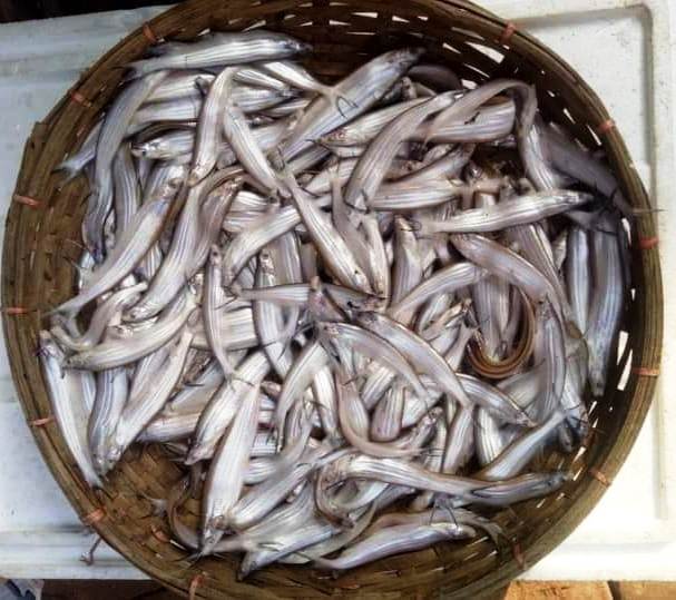 fresh Kajoli fish price