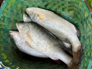 Buy Bhetki Fish Online at the Best Price per Kg in India