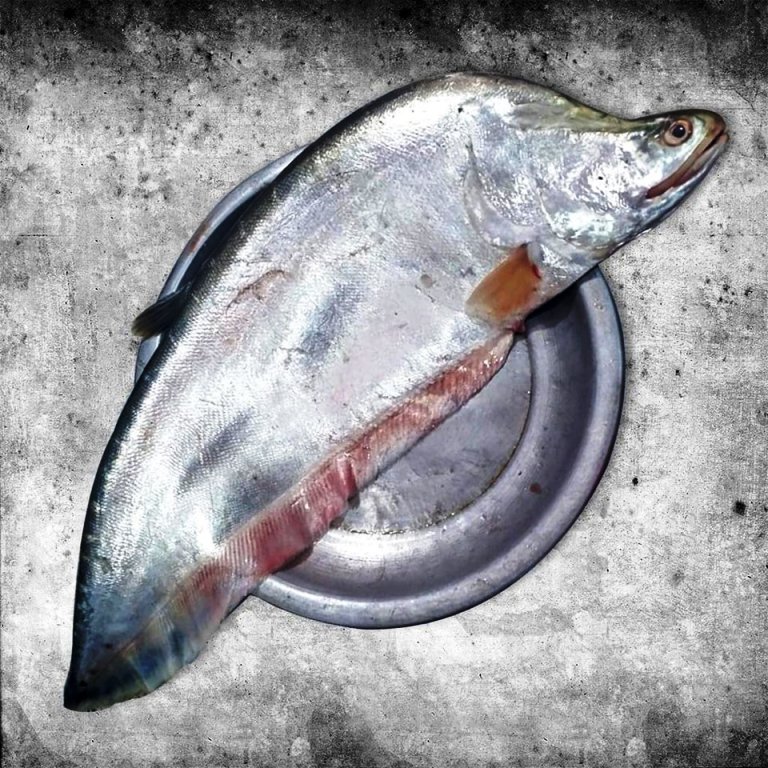 Buy Big Size Chital Fish Online (1kg – 5kg) at Best Wholesale Price