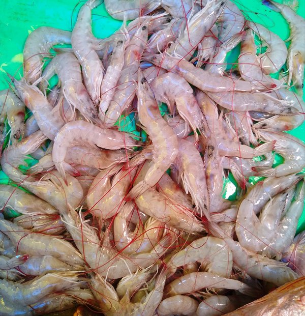 Shrimp Price per kg in India
