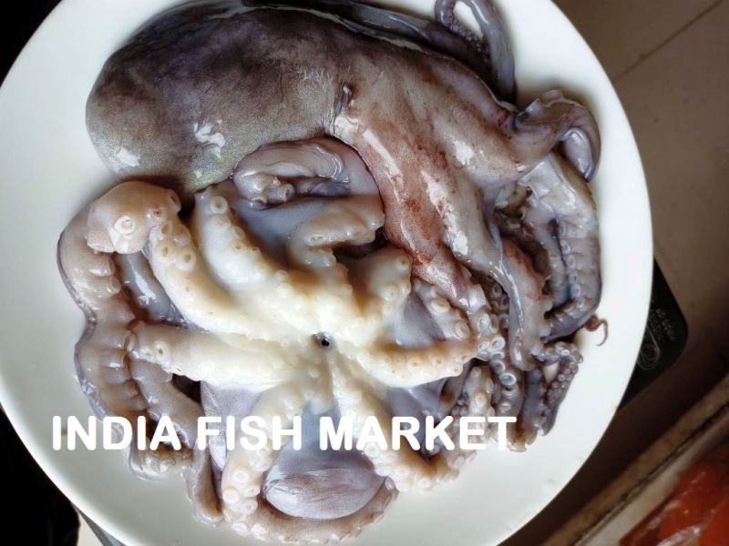 IQF Octopus