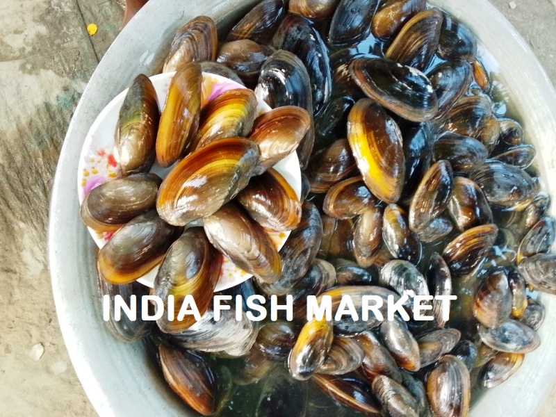 Indian Mussels Price per Kg