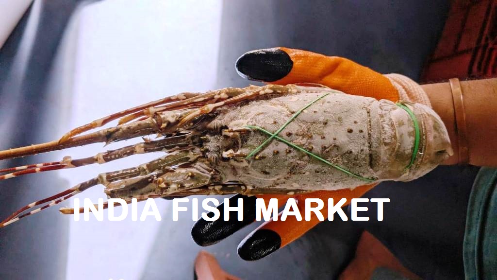 Indian Sea Lobster Price Per kg in India