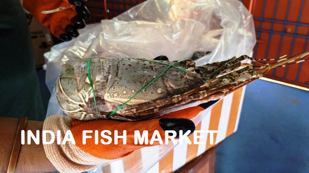 Indian Sea Lobster Price Per kg in Kolkata