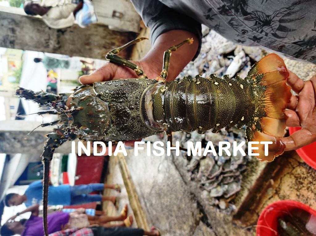 Indian Sea Lobster Wholesale Price Per kg in India