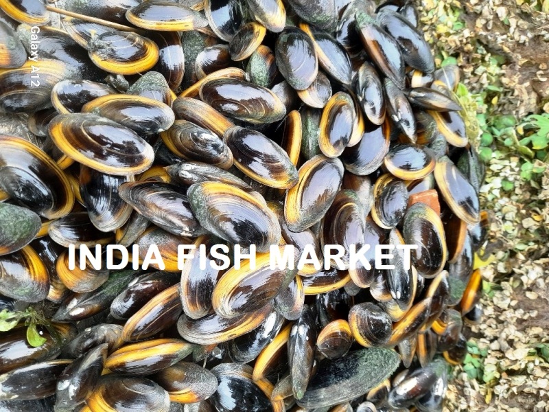 Mangrove Mussels Wholesale Price