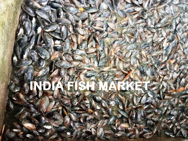 Mussels Wholesale Price