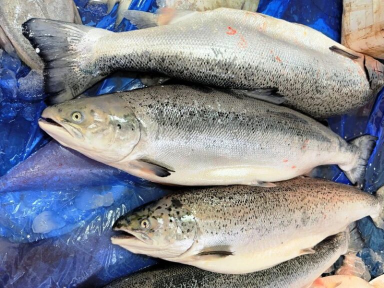 Seafood Market in Kolkata