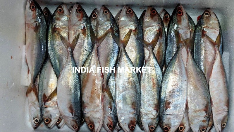 Indian-Mackerel-Fish Price Today