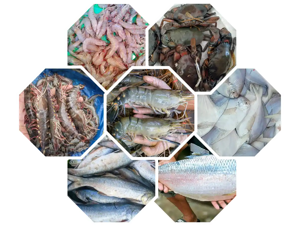 Seafood Exporters in India