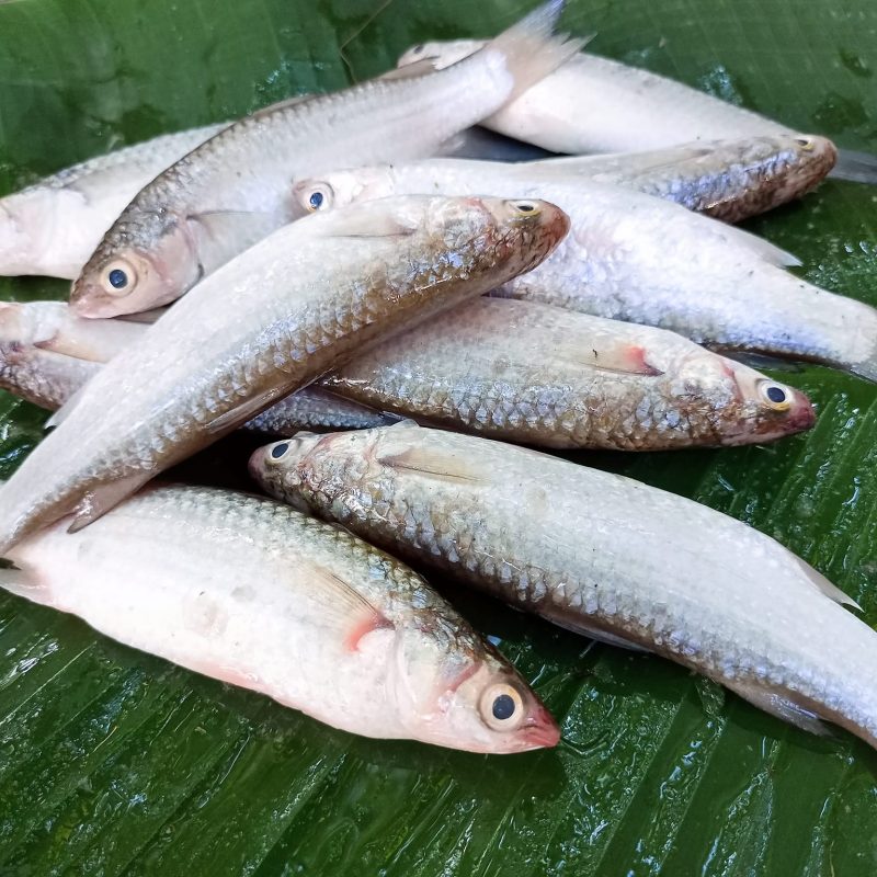 Parshe Fish Price