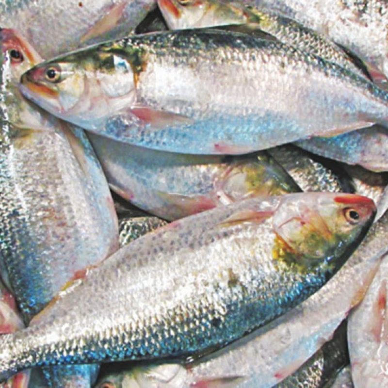 Hilsa Fish Price